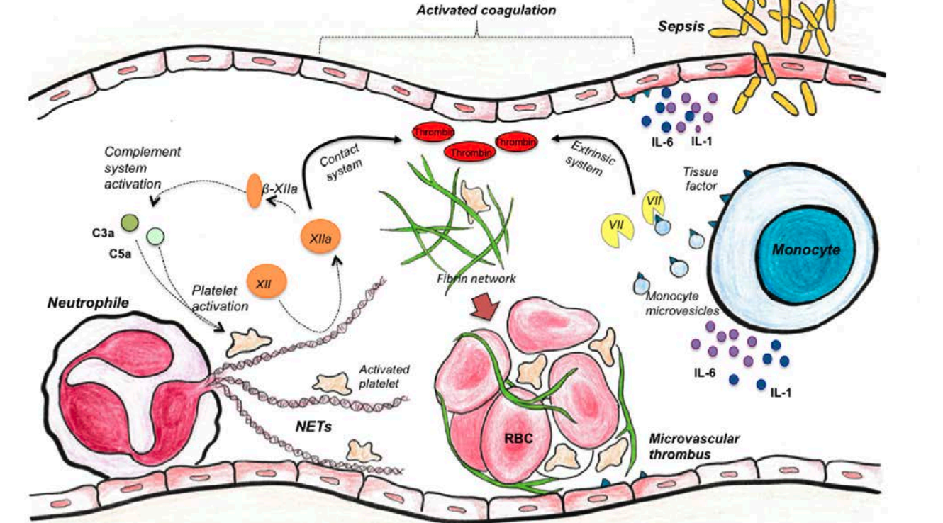 Figur 1: Basale principper for immunmedieret koagulation.